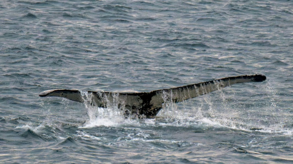 Tierschützer retten Buckelwal aus Fischernetz in der Ostsee