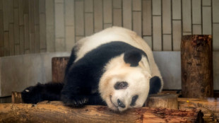 Japón se despide de cuatro osos panda que regresarán a China