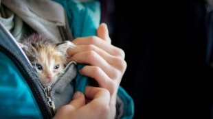 Polizisten legen sich in Bremerhaven für trächtige Katze ins Zeug