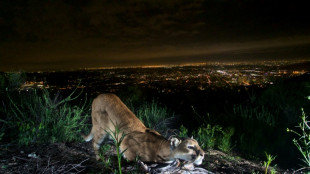 Cougars of LA imperiled by more frequent wildfires