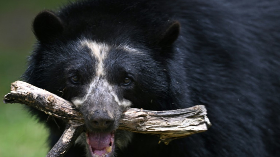 El oso de anteojos y los caficultores se reconcilian en una montaña de Colombia