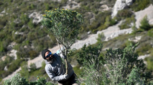 Dans la garrigue marseillaise, arracher des plantes invasives pour sauver la biodiversité