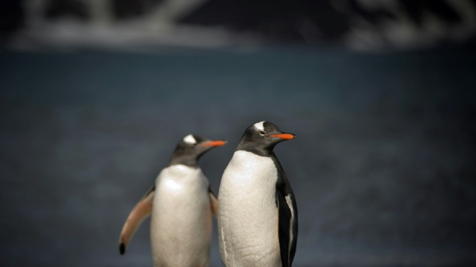 Le déclin des manchots pourrait aggraver le changement climatique 
