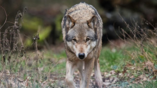 Bauernverband und Lemke uneins beim Thema Wolf