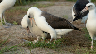 World's oldest known wild bird is expecting again, aged 74