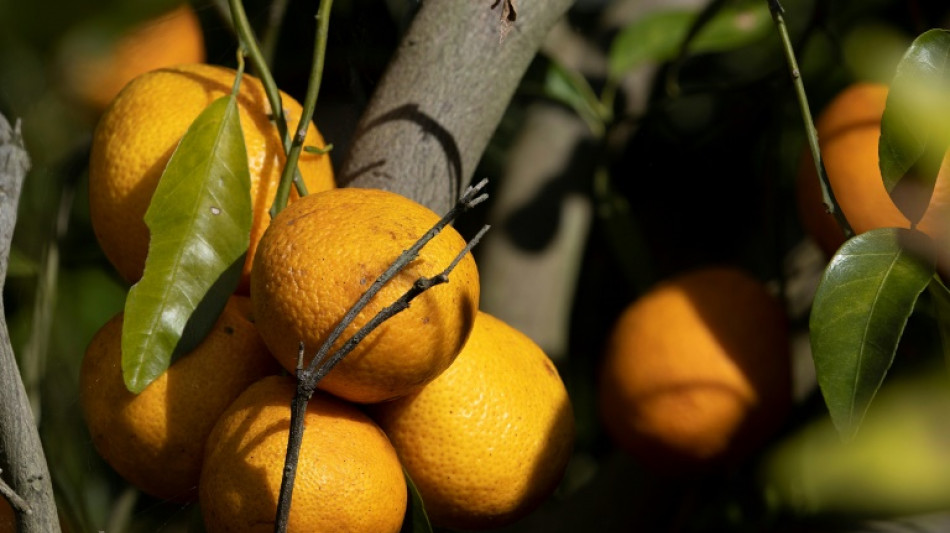 Preis für Orangensaft steigt in den USA auf Rekordhoch 