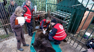 After 20 years in a cage, freedom for Albania brown bear