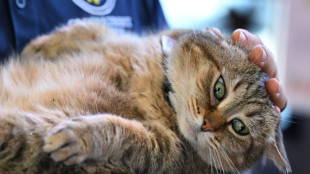 People can spread bird flu to their cats, US study suggests