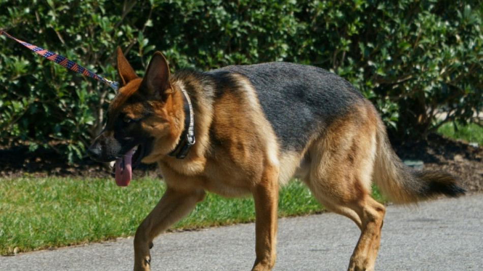 Polizeihund findet vermisstes Kind schlafend in Hinterhof