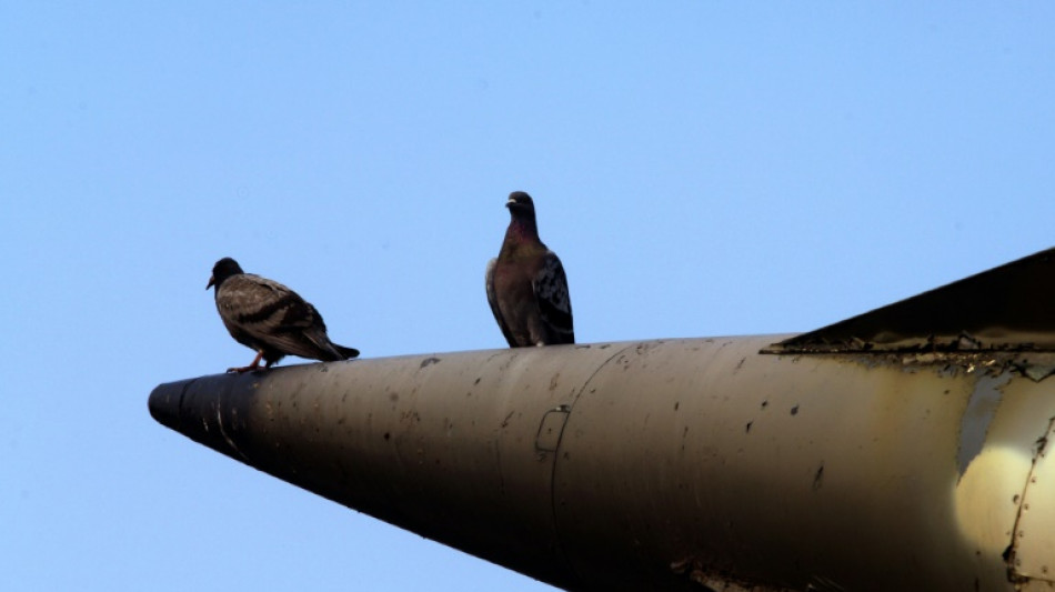 Backside breathing and pigeon bombers studies win Ig Nobel prizes