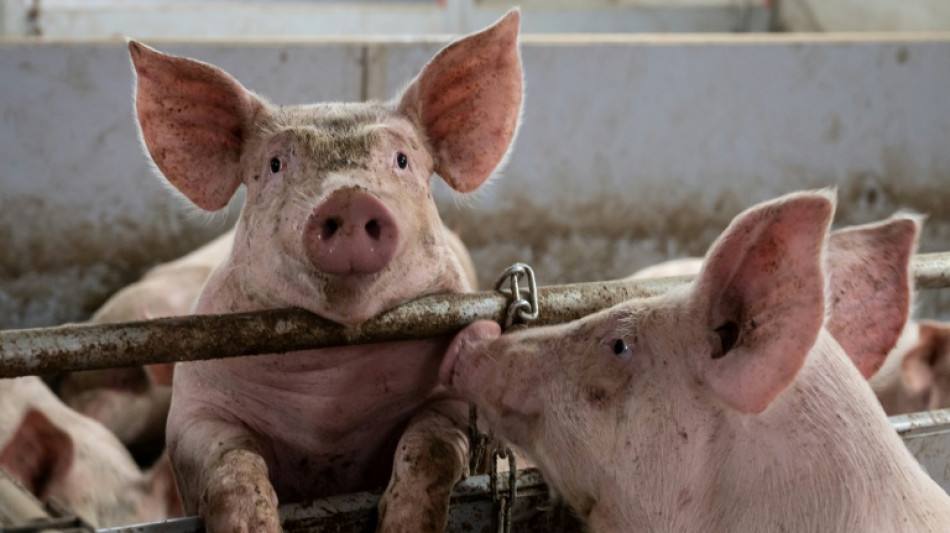 Bauernpräsident: Preiskrise könnte Bemühungen um Tierwohl zunichte machen