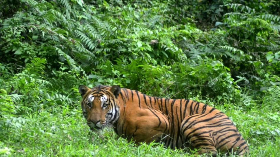 Tiger-Population in Indien steigt wieder auf mehr als 3000