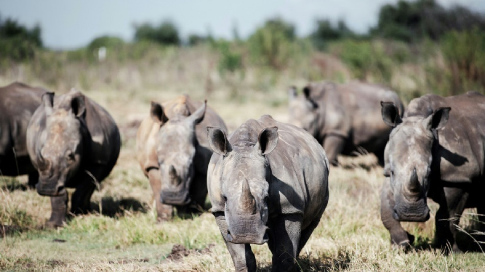 Los rinocerontes de Sudáfrica amenazados por el aumento de la caza furtiva