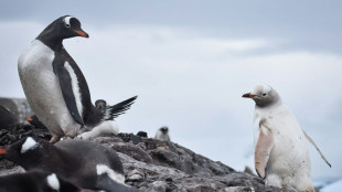 Blanc comme neige: en Antarctique, rencontre avec un rare manchot blanc