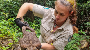 Australische Wildhüter entdecken "Monster"-Kröte