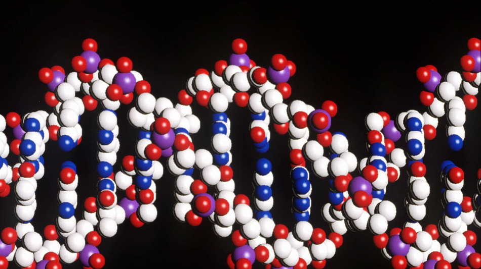 Completato il Dna della prima cellula sintetica di lievito