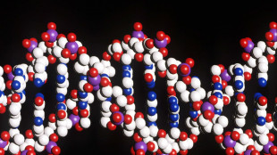 Scoperto un 'adattatore' universale per riprogrammare il Dna