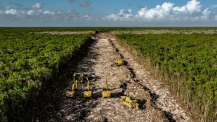 Au Mexique, les puits sacrés pré-hispaniques bloquent l'avancée du Train maya