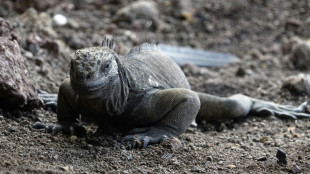 Galápagos-Landleguan breitet sich nach einem Jahrhundert wieder auf Insel Santiago aus