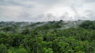 Corte Interamericana condena a Ecuador por violar derechos de indígenas que viven aislados