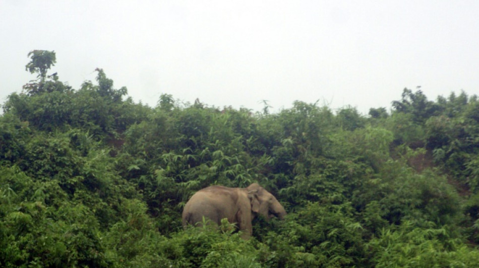 Le Bangladesh interdit l'adoption d'éléphants sauvages