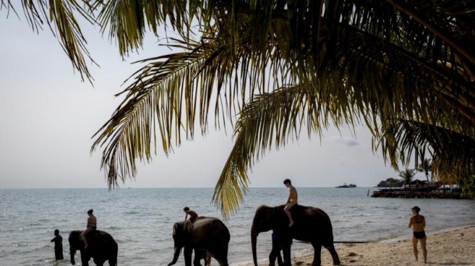 Funcionário é acusado de negligência após morte de turista por elefante na Tailândia