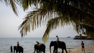 Un cuidador tailandés es acusado de negligencia tras la muerte de una turista española por un elefante