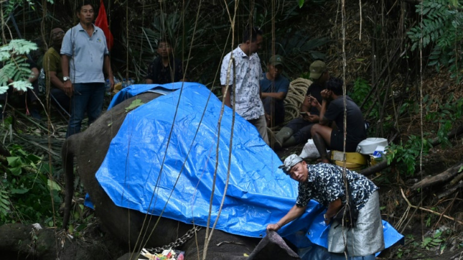 Critically endangered elephant found dead in Bali river