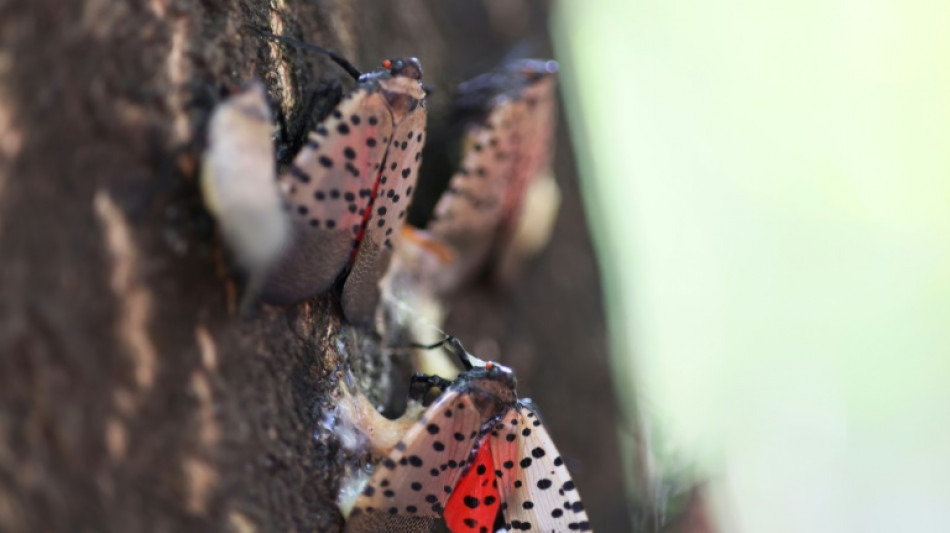 La lycorma delicatula, un insecte invasif qui menace les cultures américaines