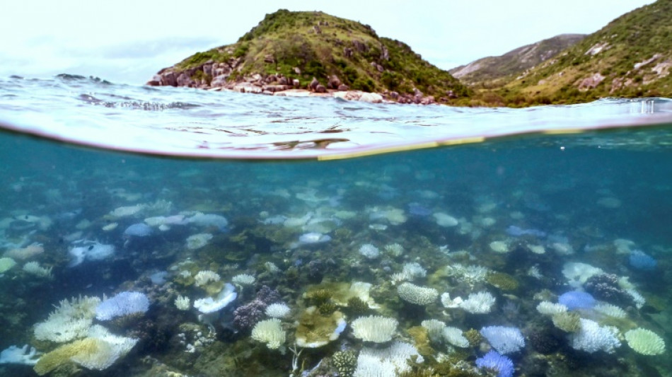 Australie: mortalité record du corail dans une partie de la Grande Barrière