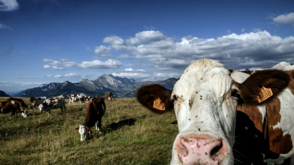 Moins de vaches pour le climat? Le monde de l'élevage accuse le coup