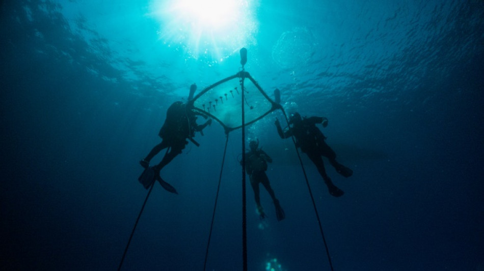 Cyprus pioneers coral conservation project in the Med