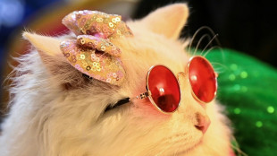 Puss in boots: fancy dress felines on the Bangladesh catwalk