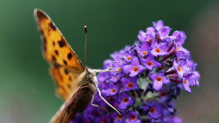 Wildlife lovers urged to join UK's annual butterfly count