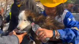 Rescatan a un perro en Turquía tres semanas después del terremoto