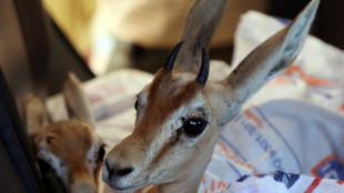 Libye: lâcher de gazelles en voie d'extinction sur une île sanctuaire