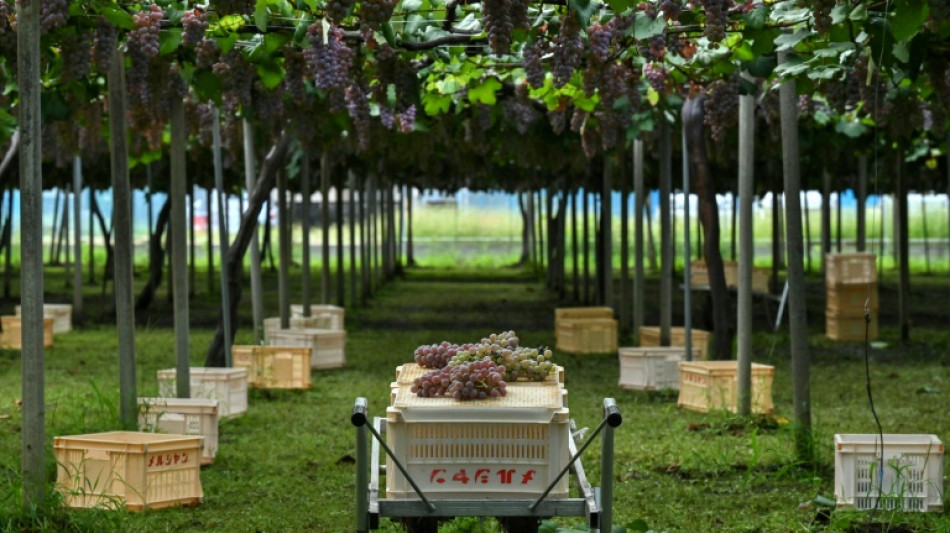 From mediocre to medal-winning: Japan's koshu wine