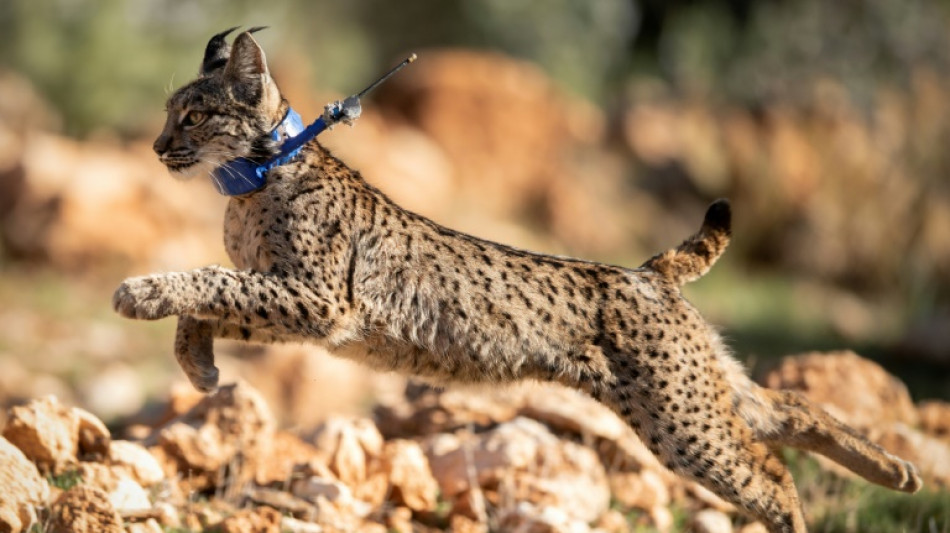 La población del amenazado lince ibérico se duplicó en tres años