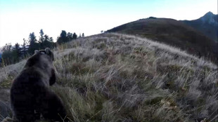 Ourse tuée dans les Pyrénées: prison avec sursis requise contre le chasseur