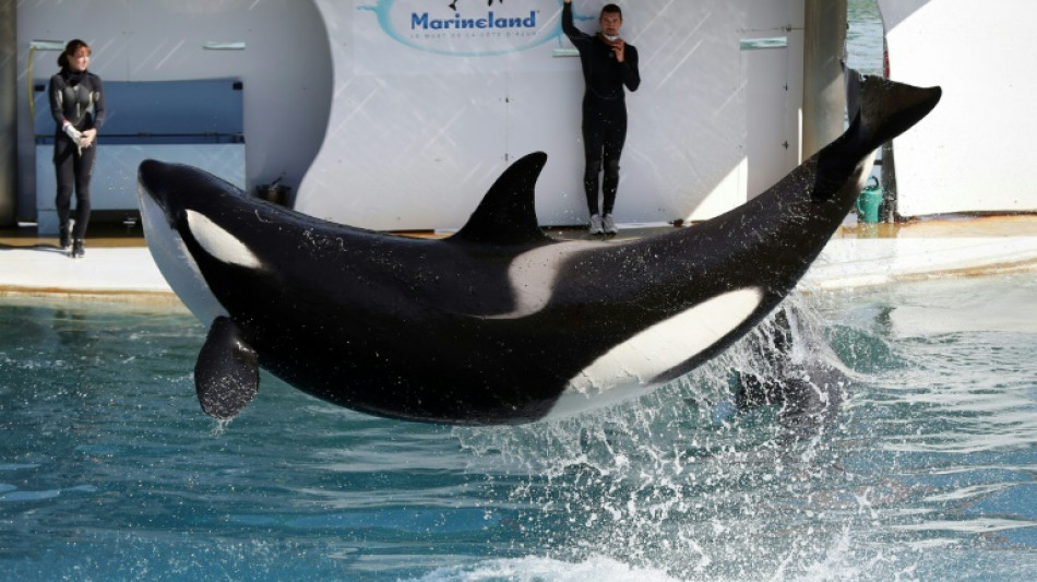 La mort d'une orque à Marineland en octobre due à une septicémie