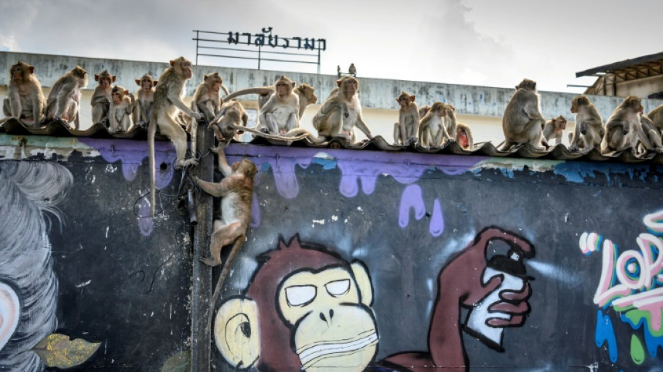 Law and disorder as Thai police station comes under monkey attack