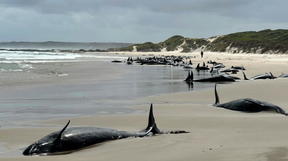 Australie: les autorités euthanasient des dizaines de dauphins échoués en Tasmanie