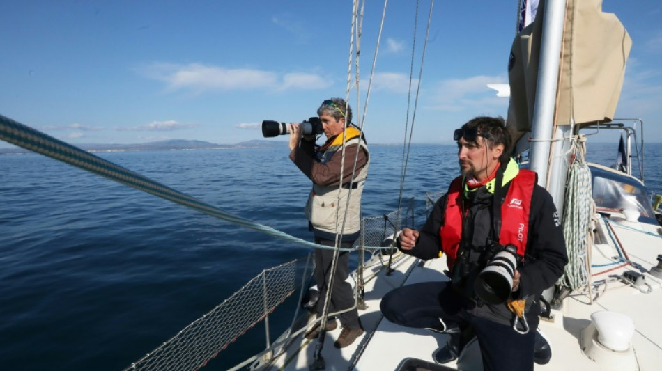 En Méditerranée, dauphins et oiseaux à l'ombre des futures éoliennes géantes