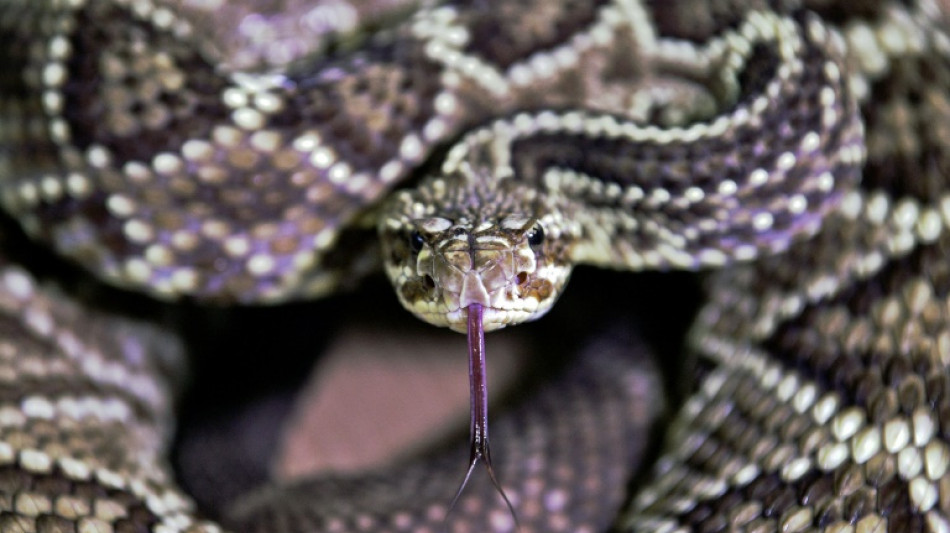 Snakes have clitorises, scientists say, slamming research 'taboo'