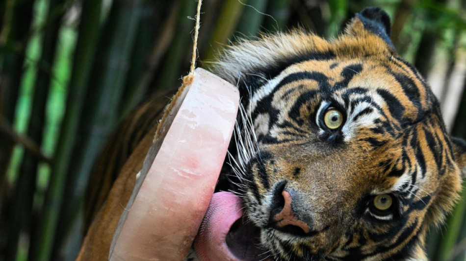 El zoo de Roma da helados a los animales para soportar la ola de calor