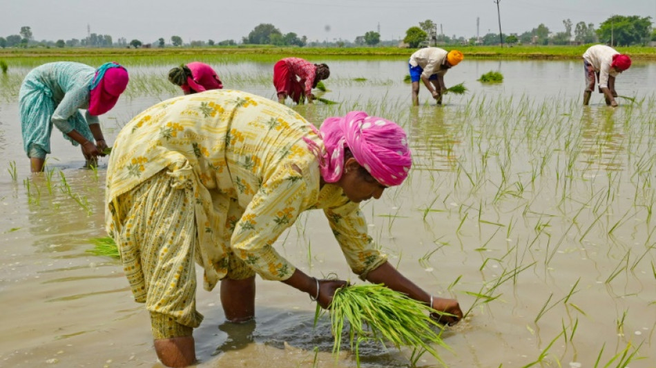 Indien verhängt Exportverbot für weißen Reis