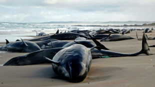 Hallan varados 157 delfines en una playa de Australia