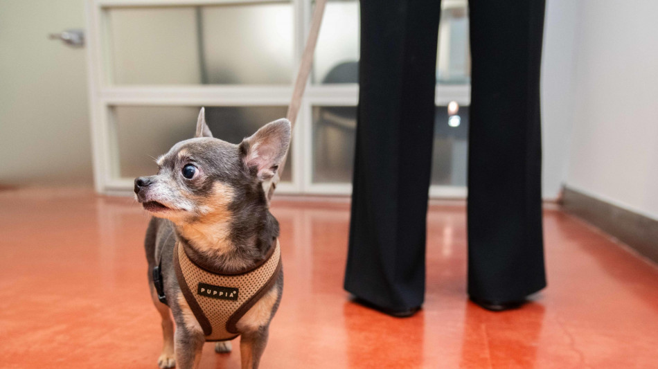 I cani annusano lo stress umano, l'odore li rende pessimisti