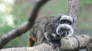 Arrest after monkeys stolen from Dallas Zoo