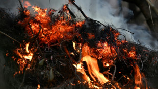 Vegetação invasora alimenta a faísca dos incêndios vorazes em Bogotá